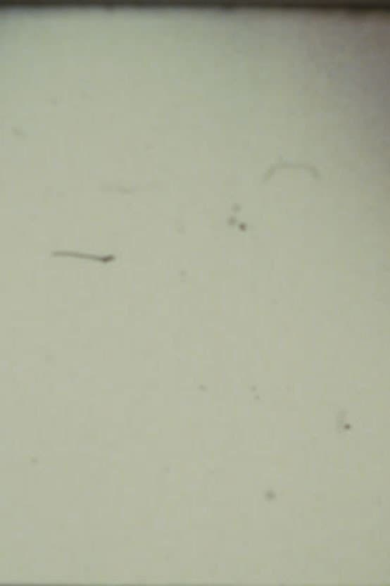 Arabic Numeral Series 13
